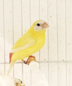 Parrot Finch Blue Face Lutino