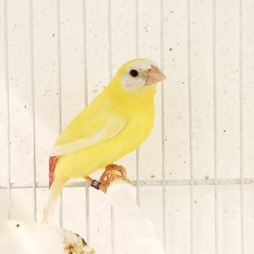 Parrot Finch Blue Face Lutino