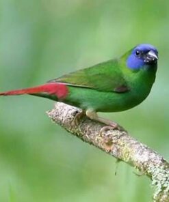 Parrot Finch Blue Faced