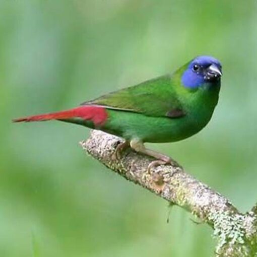 Parrot Finch Blue Faced