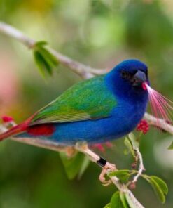 Parrot Finch - Forbes