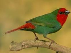 Parrot Finch Red Head