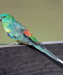 Parrot Red Rump