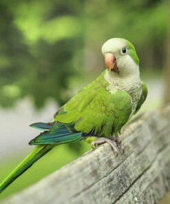 Quaker Parrot