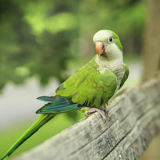 Quaker Parrot