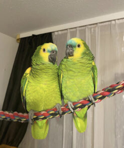 Rio & Rosa- Blue Fronted Amazon parrots pair