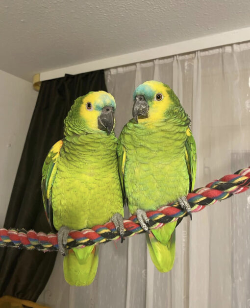 Rio & Rosa- Blue Fronted Amazon parrots pair