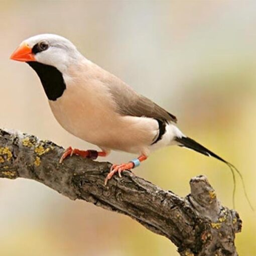 Shaft-Tail Finch