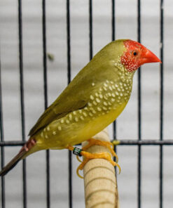 Star Finch