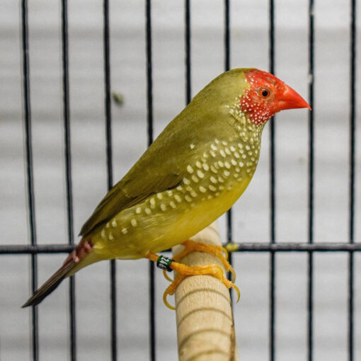 Star Finch