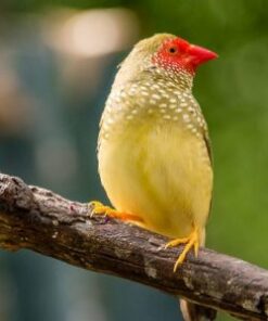 Star Finch - Red Face