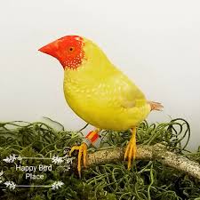 Star Finch - Red Head Yellow Body