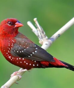 Strawberry Finch