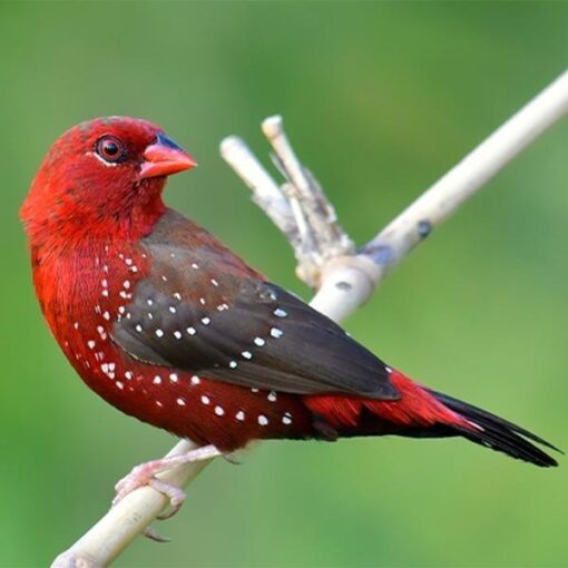 Strawberry Finch