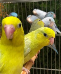 Parrotlets
