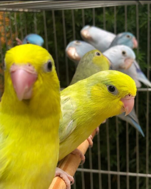Parrotlets