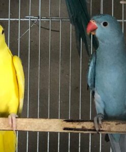 Indian Ringnecks Parakeet