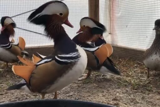 Mandarin Ducks